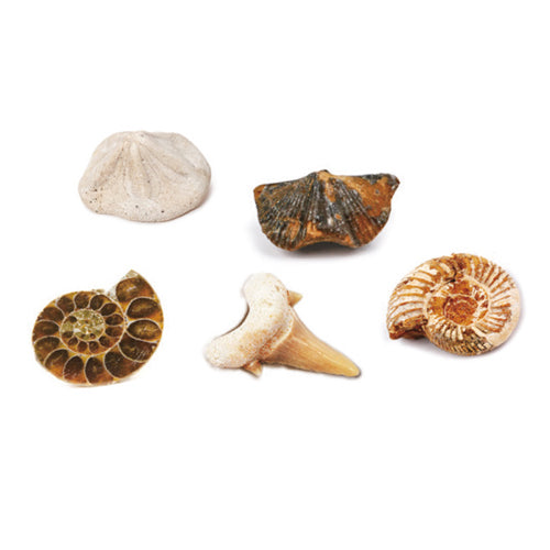 Keycraft Fossil Dig Kit